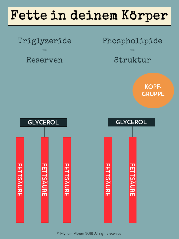 Wichtigsten Fettarten in deinem Körper. 'fett #triglyzeride #phospholipide #wissenschaftskommunikation