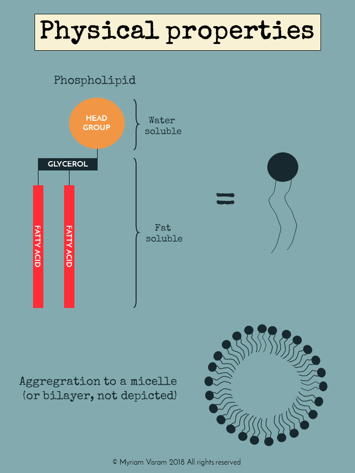 I know it is sometimes difficult to understand all these fancy dancy research results and articles these days - that's why you have me - bubbly biochemist and scientific translator extraordinaire! #science #fat #bubblybiochemist