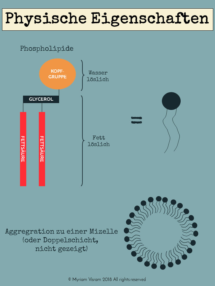 Manchmal ist es schwer alle diese neuen wissenschaftlichen Erkenntnisse und Entdeckung voll zu verstehen! Aber dafür hast du mich - dein bubbly biochemist und wissenschaftlicher Übersetzer des Vertrauens! #wissenschaft #fett #einleitung