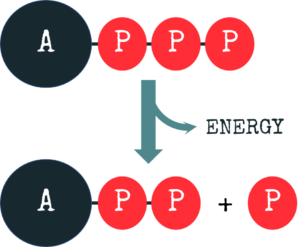 Ever asked yourself what the deal is with fatty acids? And how do they impact our health? #fattyacid #science #foodscience #everydayscience