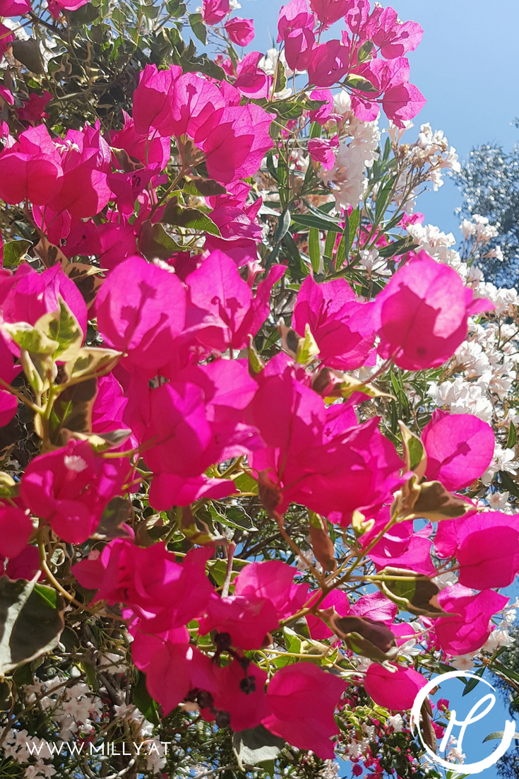 Discover the secrets of the mediterranean cuisine and why it helps us lead a more healthy lifestyle! #science#diet #mediterranean #foodscience #ldl #hdl #cholesterol #heartdisease #stroke