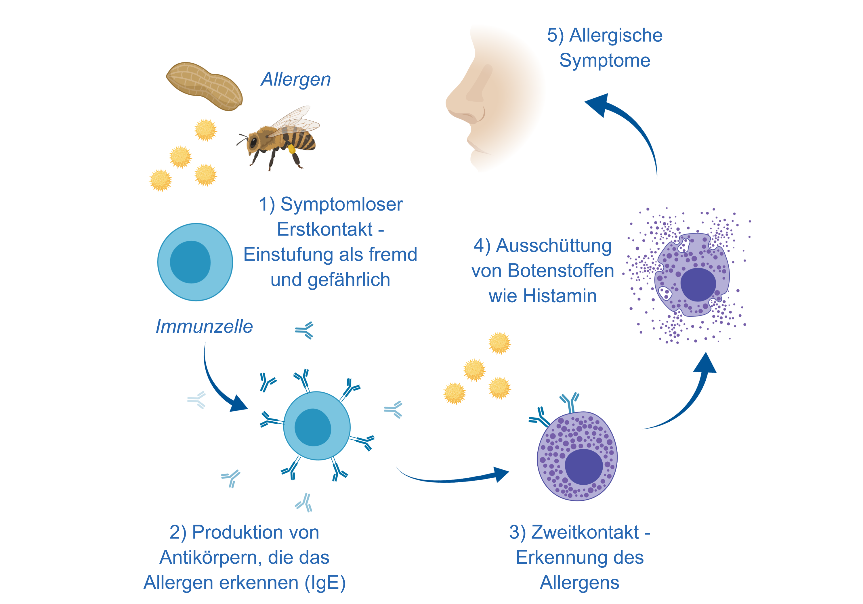 Nicht nur der Frühling löst bei manchen unter uns Allergien aus, auch Nahrungsmittel, Staub, Milben oder Medikamente können Allergien auslösen.